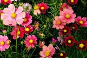 Pink Cosmos Flowers3058112742